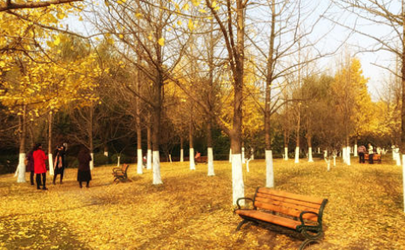 Beijing Ditan Park Ginkgo when yellow Di