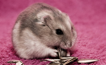 Do hamsters eat their babies when they'r