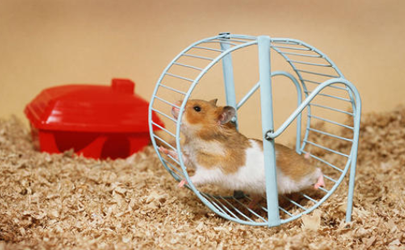 How do you tell when a hamster