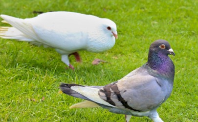 Can domestic pigeons infect co